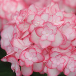 Hydrangea Miss Saori 9cm Pot | Set of 2