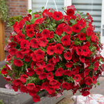 Petunia Surfinia 'deep Red' Plug Plant | 12 x Plug Plants | Deep Red
