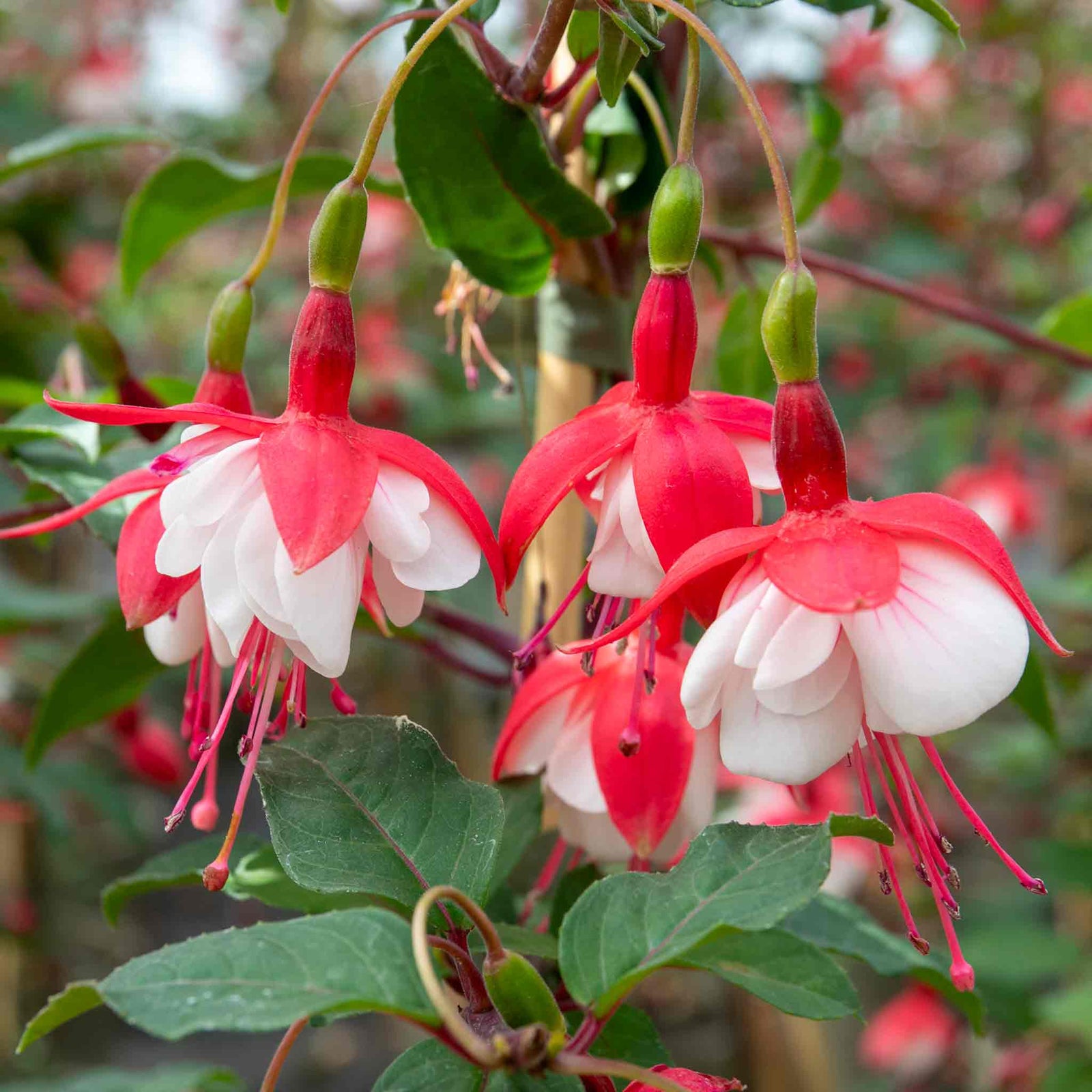 Fuchsia Standard 'snowcap' | 1 x 3L | Red