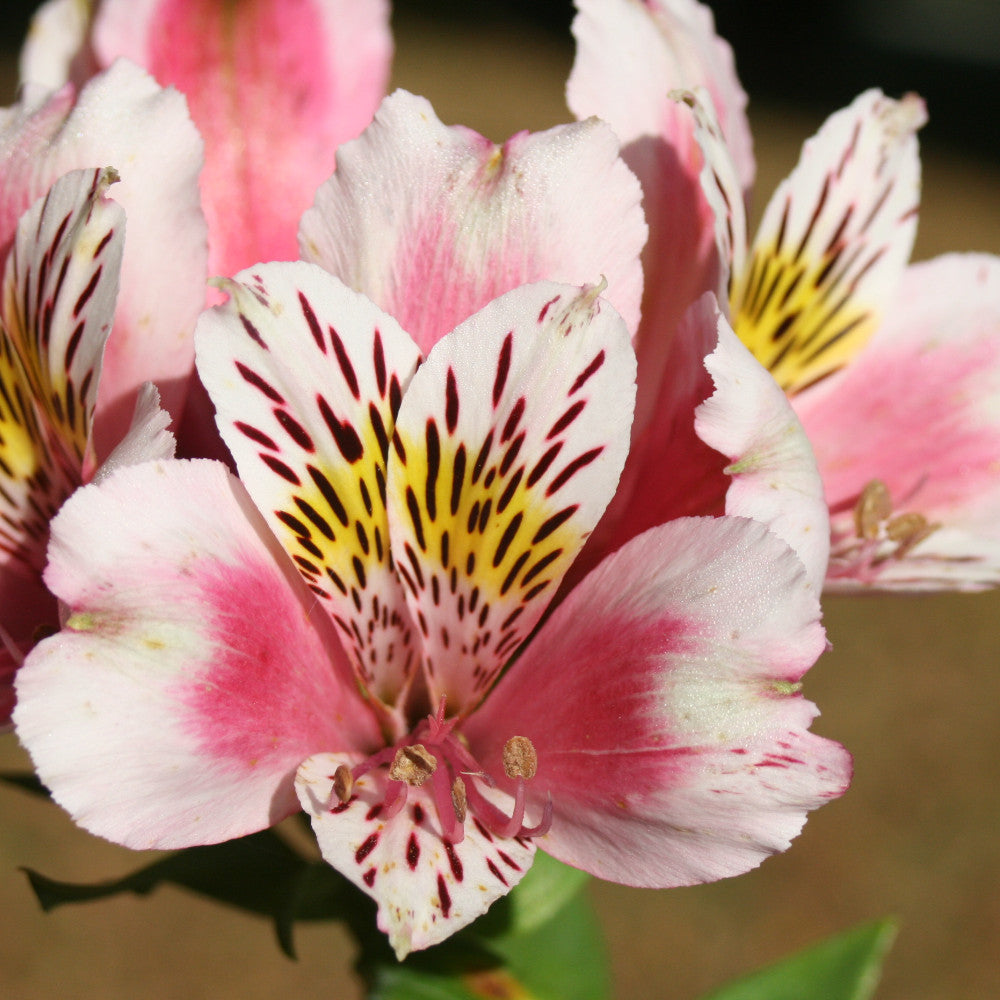 Alstroemeria William - 3 x 9cm Pots