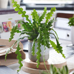 Orchid Cactus - 2 Pcs. - Epiphyllum 'anguliger' - Height 30-40cm - ⌀15cm | Set of 2 | Green