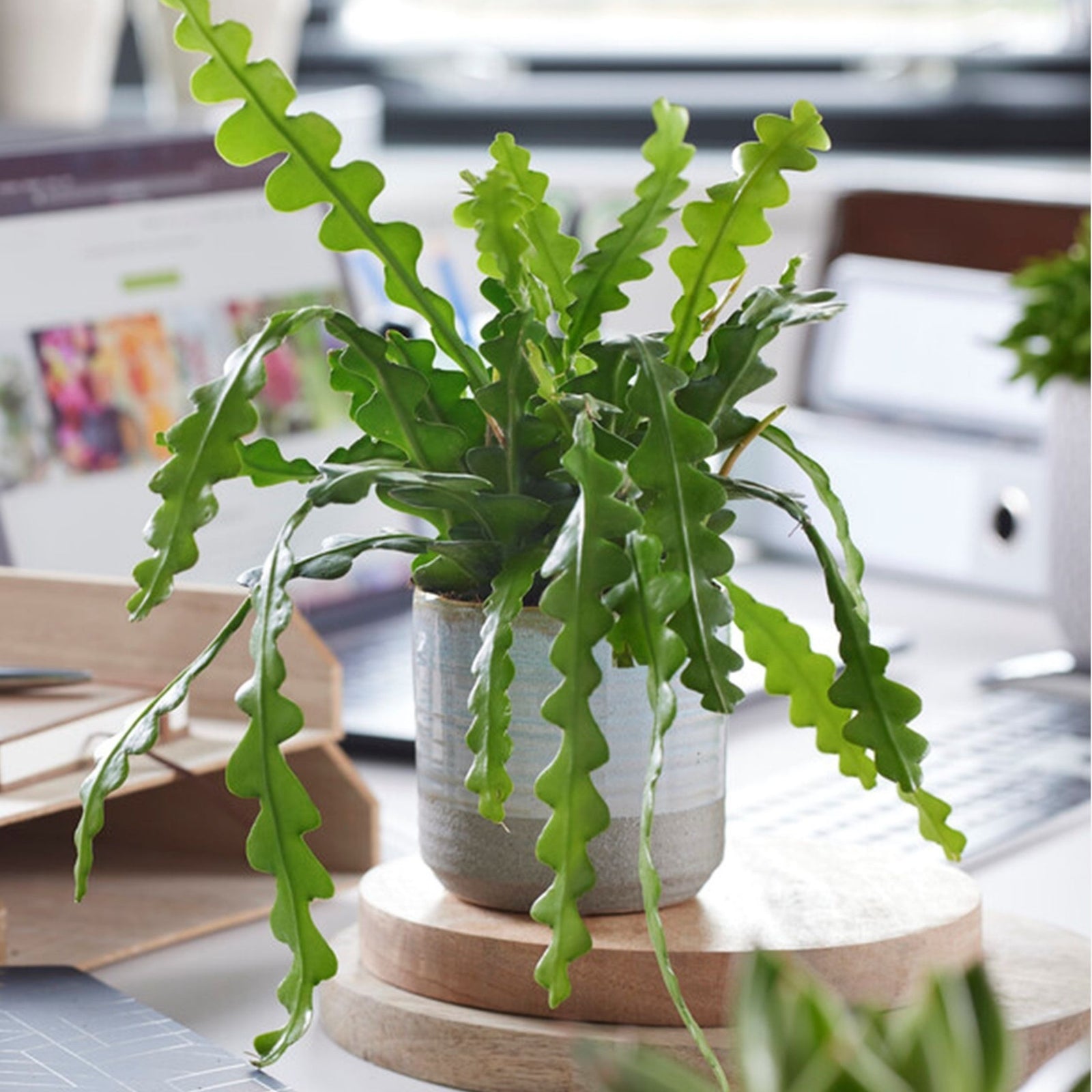 Orchid Cactus - 2 Pcs. - Epiphyllum 'anguliger' - Height 30-40cm - ⌀15cm | Set of 2 | Green