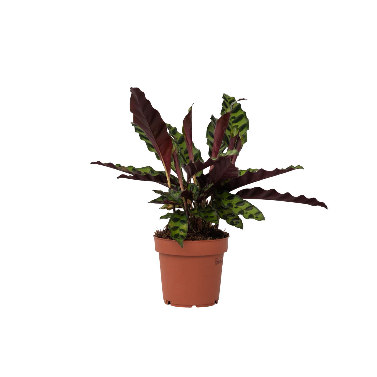 Rattlesnake Plant - Goeppertia Insignis - Height 30-40cm - ⌀12cm | Set of 1 | Red
