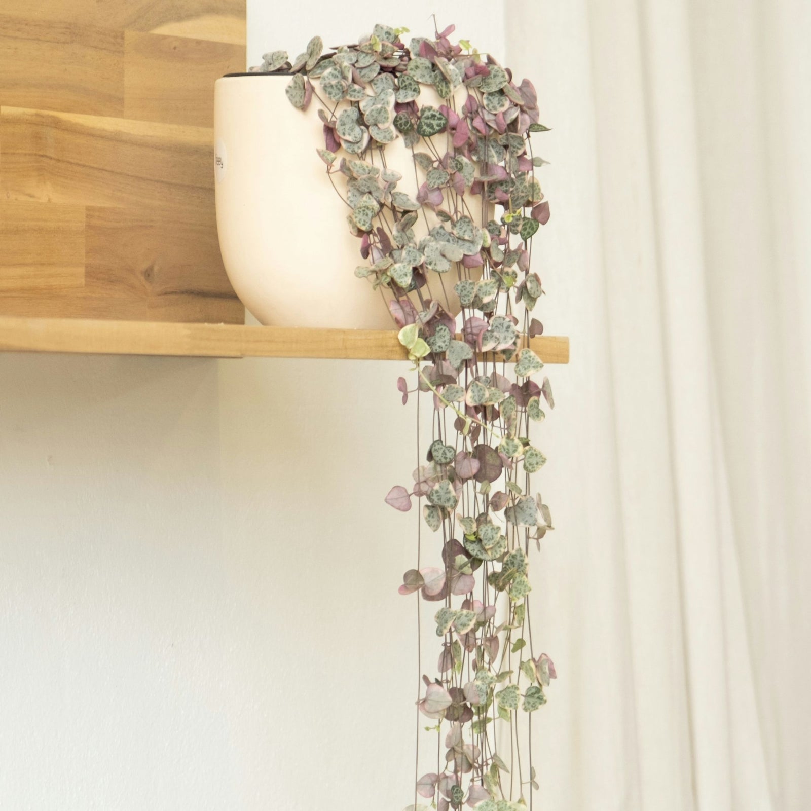 String Of Hearts - Ceropegia Linearis Woodii - Height 20-30cm - ⌀14cm | Set-of-1 | Pink