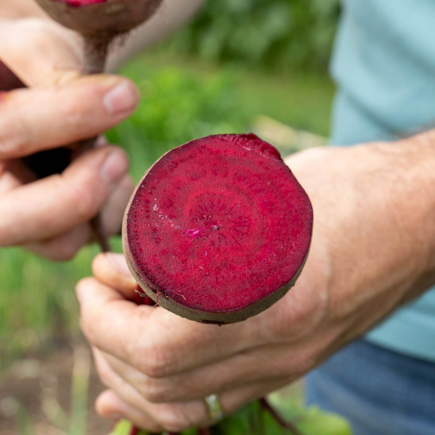 Beetroot 'pablo' Rhs Agm | 12 x Garden Ready Plugs | Red
