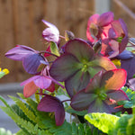 Helleborus 'ice N Roses Rose' Winter-flowering Shade Perennial | 6 x Jumbo Plugs | Multi