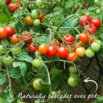 Garden Grafted Bush Tomato Lizzano — Compact, Blight-resistant, Ideal For Containers 7cm Plant | Set of 1
