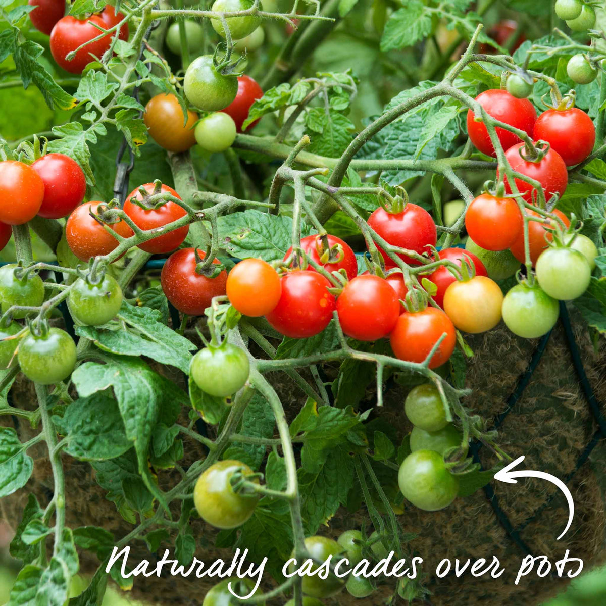 Garden Grafted Bush Tomato Lizzano — Compact, Blight-resistant, Ideal For Containers 7cm Plant | Set of 3