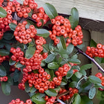 Direct Plants 4x 4ft Large Mixed Pyracantha Plants Evergreen Shrubs Potted (4 Colours)