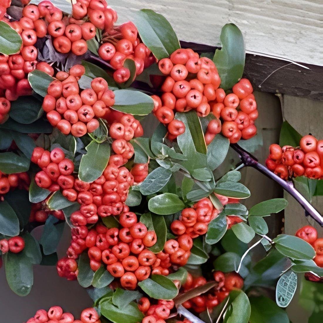 Direct Plants 4x 4ft Large Mixed Pyracantha Plants Evergreen Shrubs Potted (4 Colours)