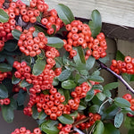 4x 4ft Large Mixed Pyracantha Plants Evergreen Shrubs Potted (4 Colours)