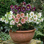 Pretty Hellebore Collection - 9cm pots | Set-of-4 | Multi