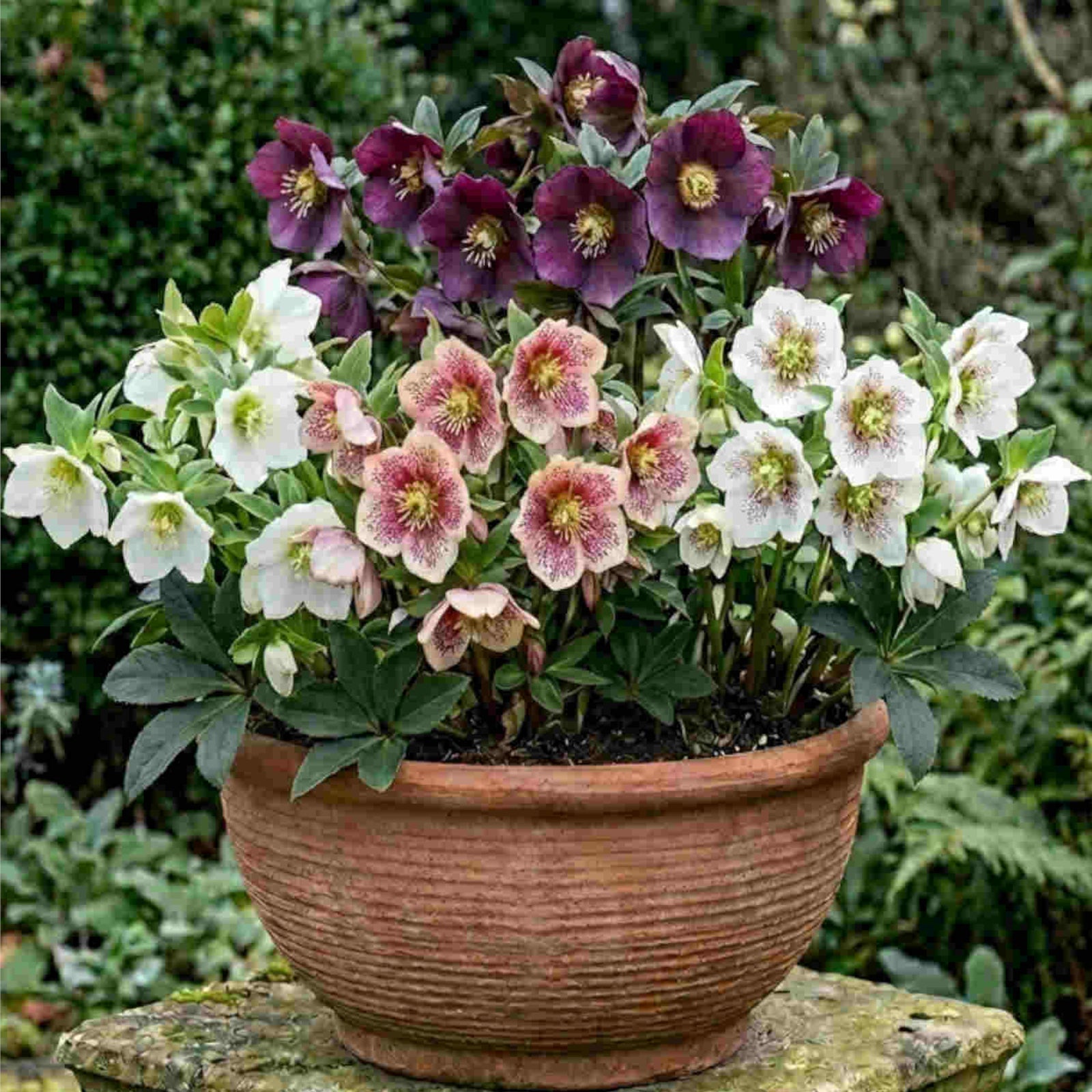 Pretty Hellebore Collection - 9cm pots | Set-of-4 | Multi