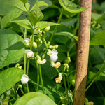 Dwarf French Bean 'faraday' Seeds | 50 Seeds