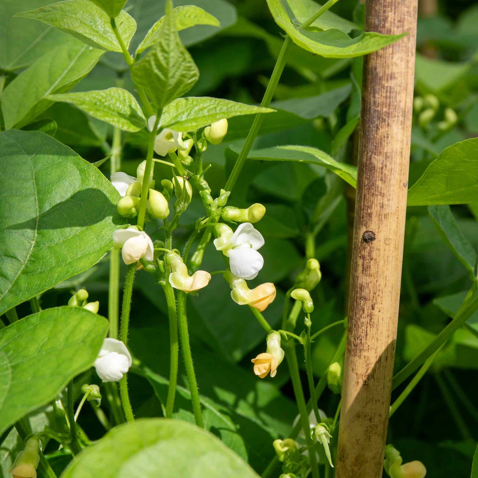 Dwarf French Bean 'faraday' Seeds | 50 Seeds