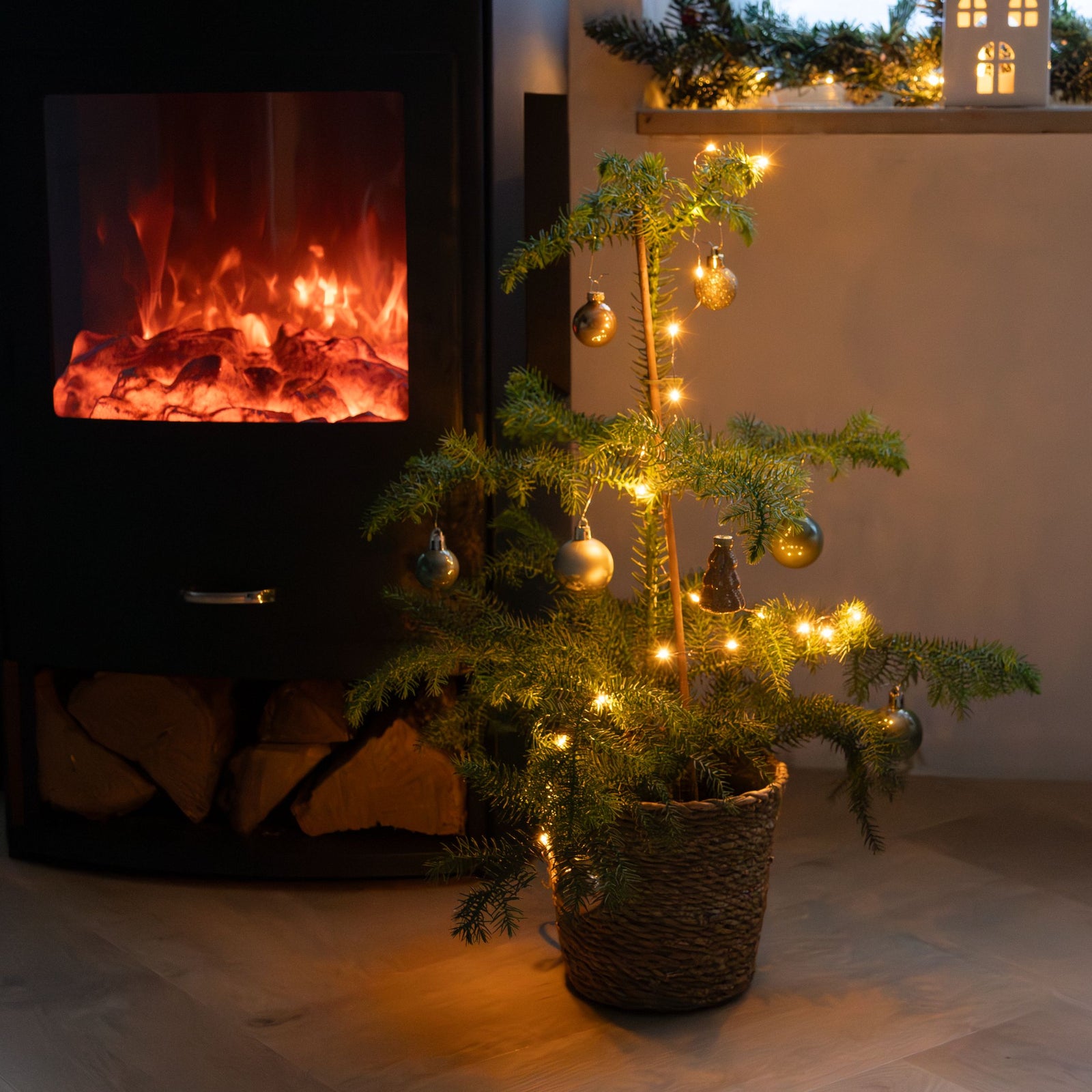 Norfolk Island Pine - Araucaria Heterophylla - Height 45-55cm - ⌀14cm | Set of 1 | Green