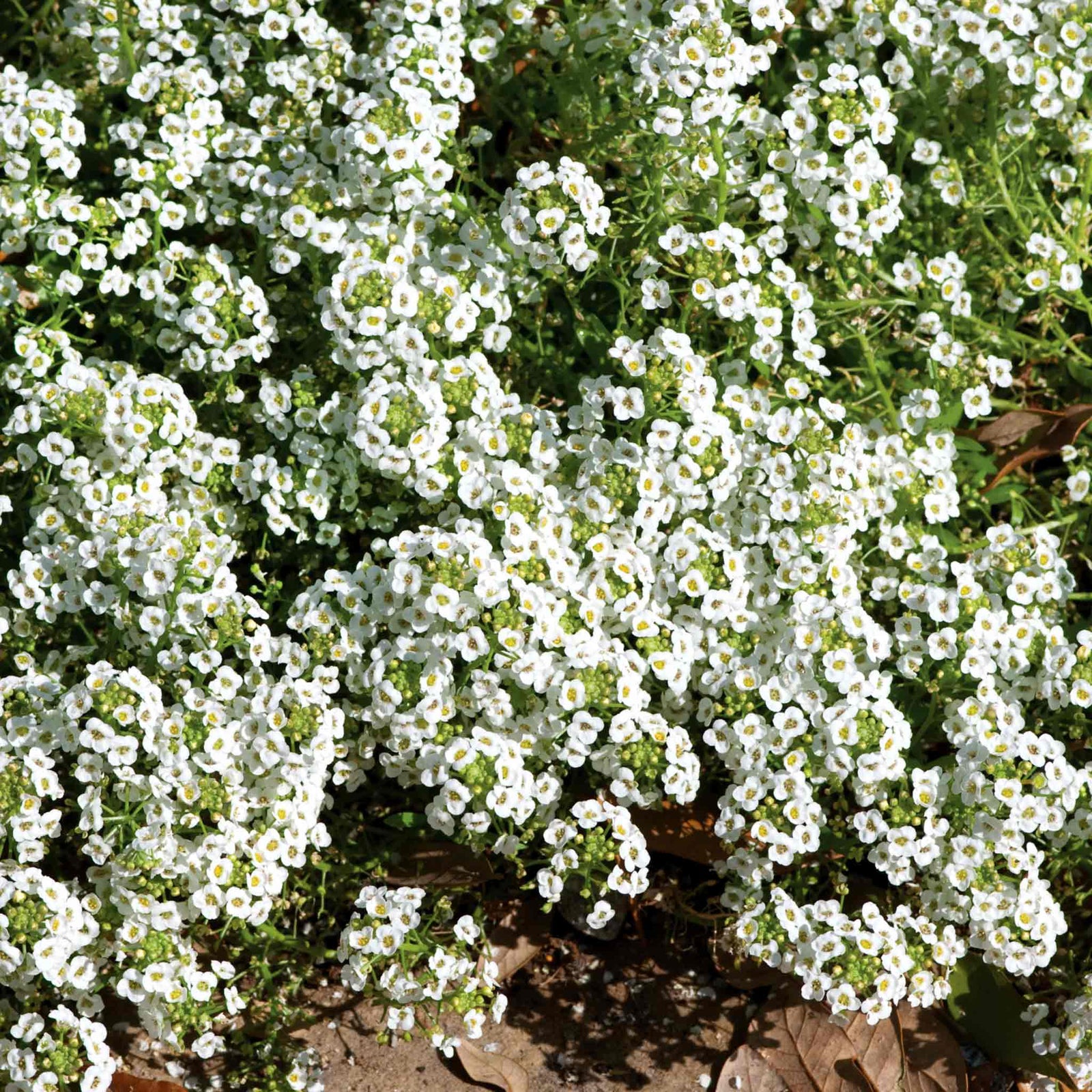 Alyssum 'carpet Of Snow' Seeds | 800 Seeds | White