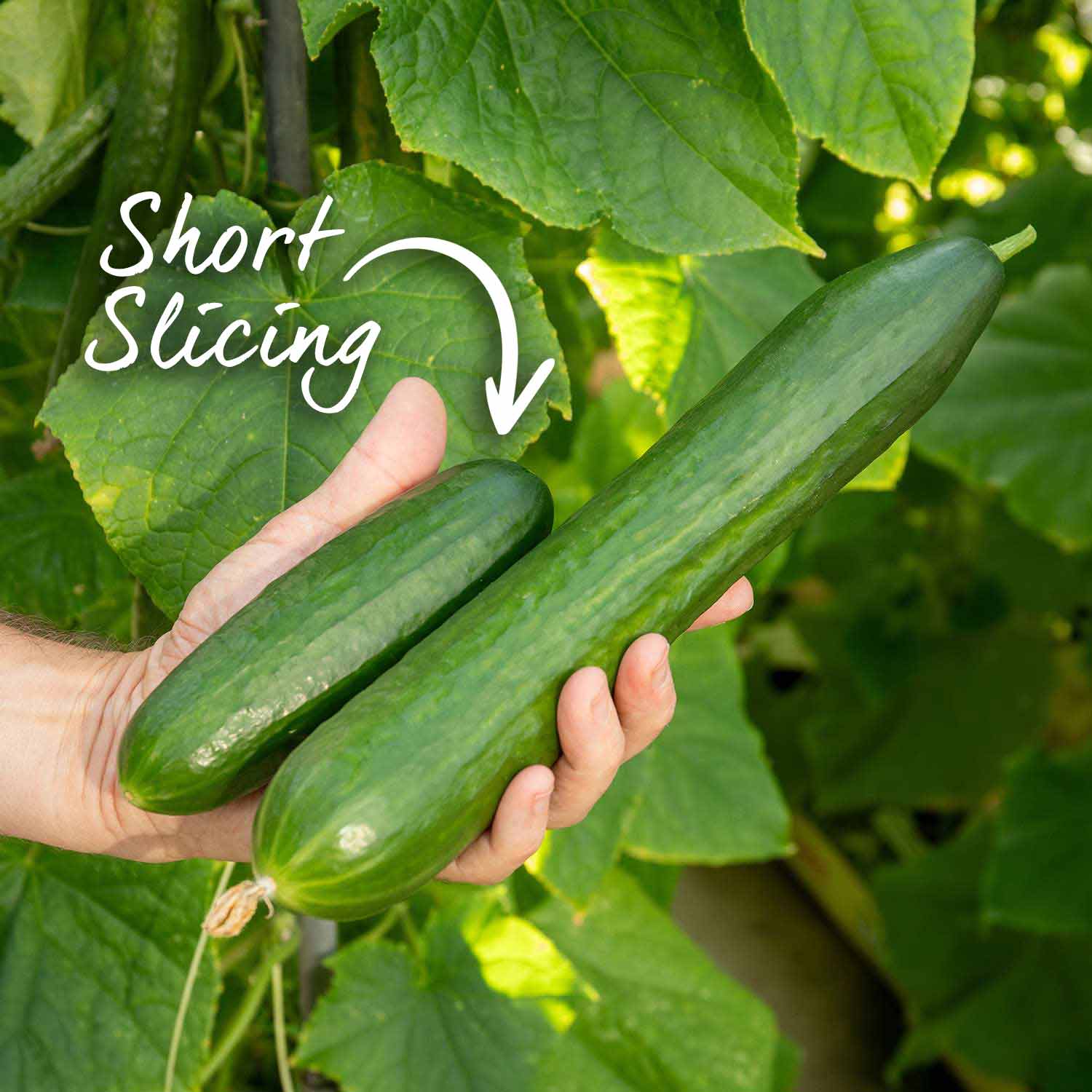 Cucumber Outdoor Duo - Mini Muncher & Burpless Tasty Green | 2 x Jumbo Plugs | Green