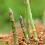 Asparagus Crowns Chefs' Choice | Set of 15 | Green