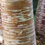 Direct Plants Betula Ermanii Mount Zao Purple Tree 6ft Tall Supplied In A 12 Litre Pot