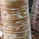 Betula Ermanii Mount Zao Purple Tree 6ft Tall Supplied In A 12 Litre Pot