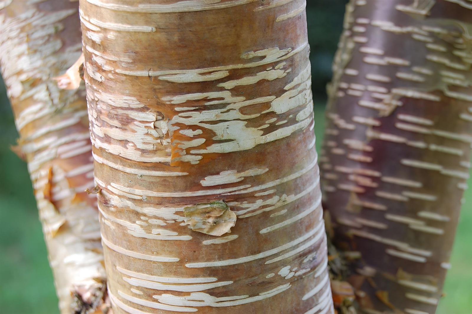 Betula Ermanii Mount Zao Purple Tree 6ft Tall Supplied In A 12 Litre Pot
