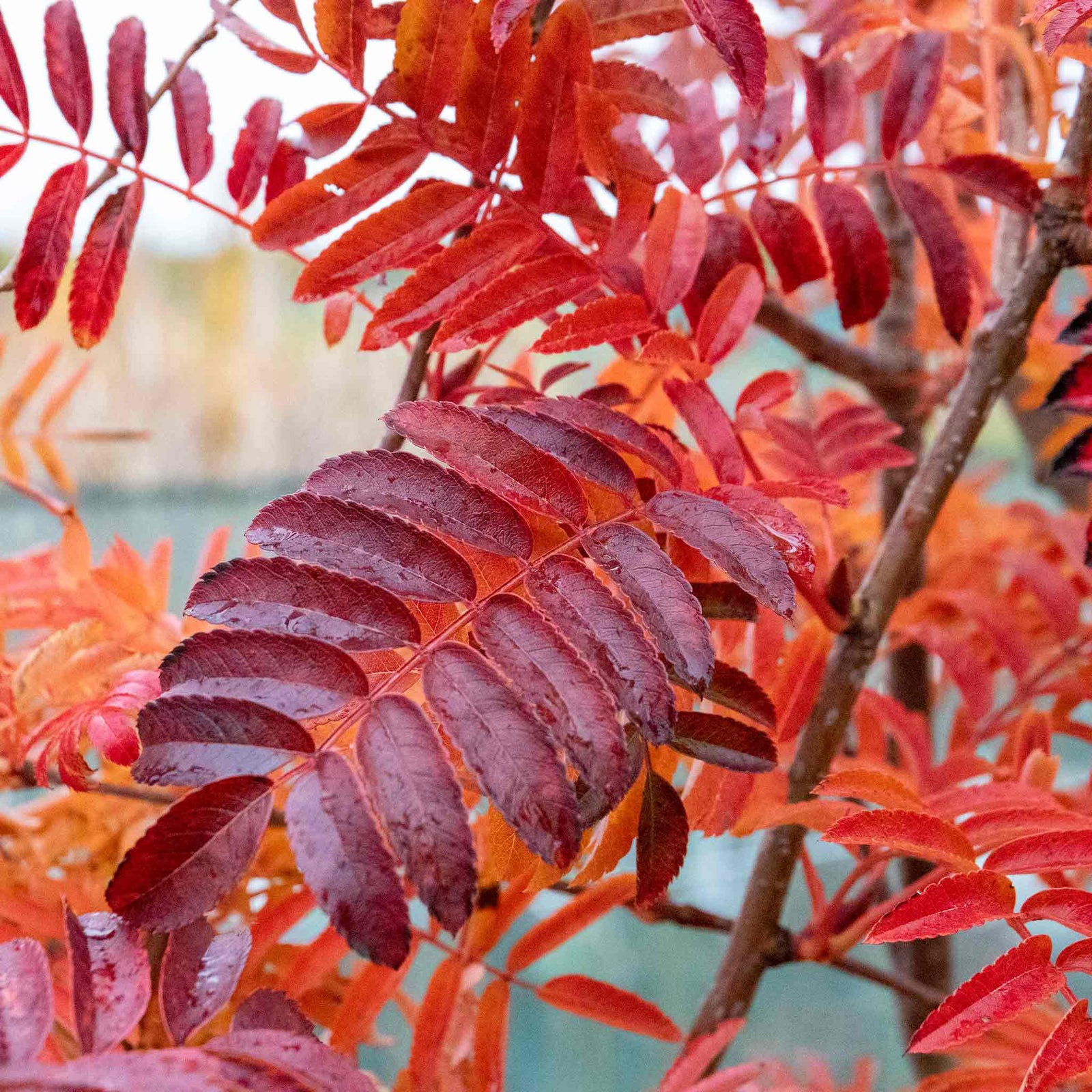 Mountain Ash 'joseph Rock' Bare Root Bare Root | 1 x Bare Root | Copper