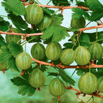 Gooseberry 'invicta', Rhs-recommended, Mildew-resistant | 1 x Bare Root | Pale Green