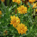 Thompson & Morgan Coreopsis Golden Joy Perennial Flowering Plants 12 X Garden Ready Plants