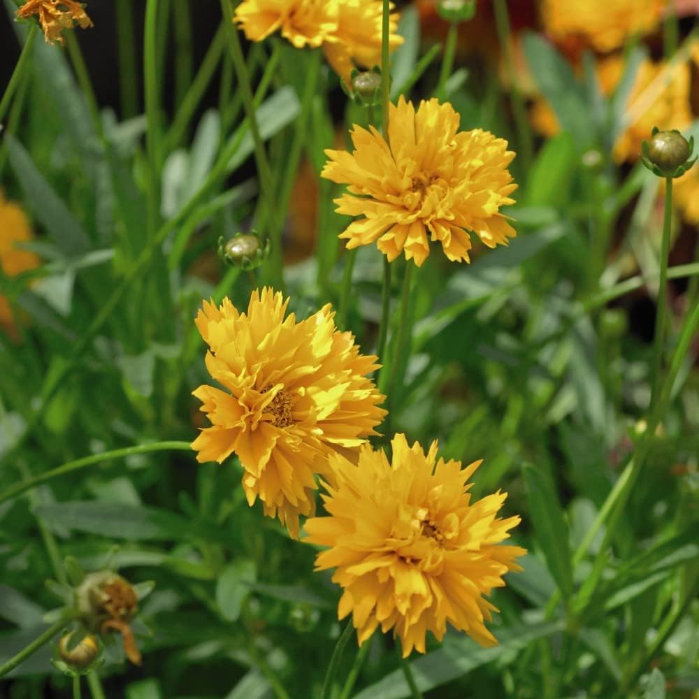Thompson & Morgan Coreopsis Golden Joy Perennial Flowering Plants 12 X Garden Ready Plants