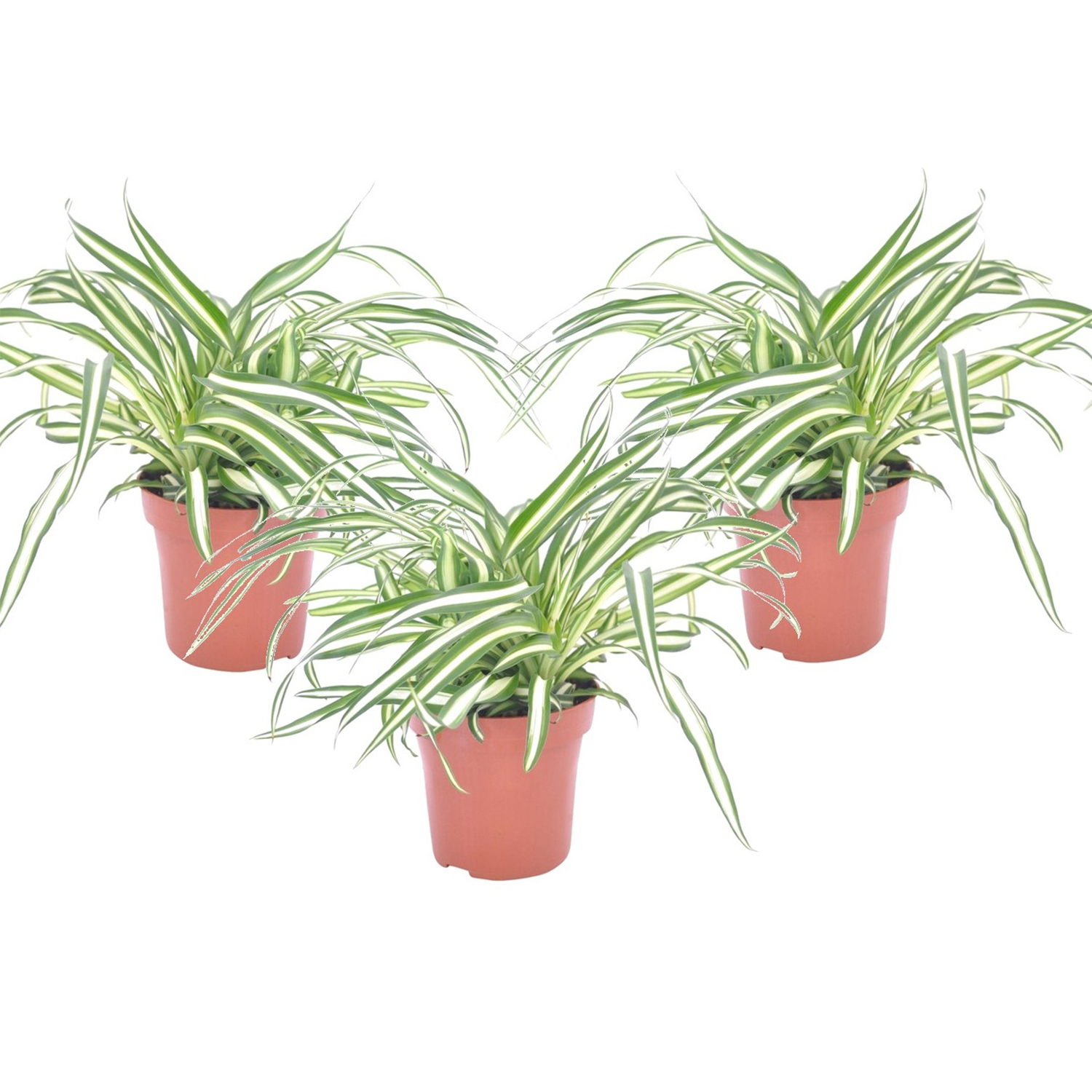 Spider Plant - 3 Pcs. - Chlorophytum Comosum 'atlantic' - Height 25-40cm - ⌀12cm | Set-of-3 | Green