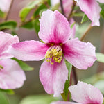Philadelphus 'petite Perfume Pink' | 1 x 3L | Pink