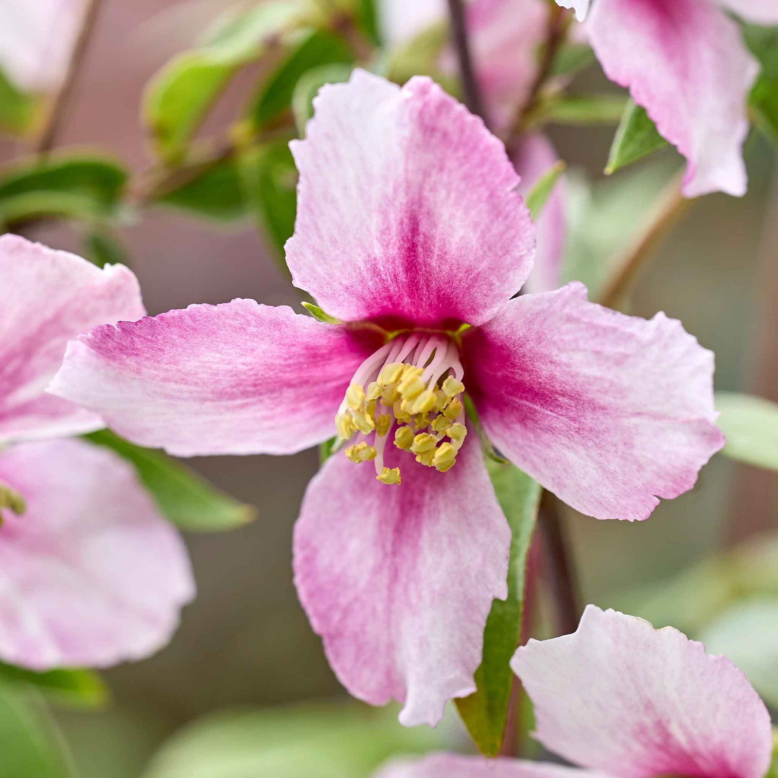 Philadelphus 'petite Perfume Pink' | 1 x 3L | Pink