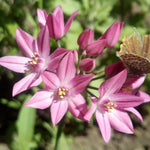 Allium Ultimate Mix - Pack Of 100 Mixed Allium Bulbs