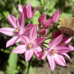 Allium Ultimate Mix - Pack Of 100 Mixed Allium Bulbs | 100 x Bulbs | Multi