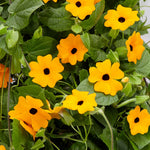 Thunbergia 'orange' Climbing Plant Plug Plants | 12 x Plug Plants | Orange
