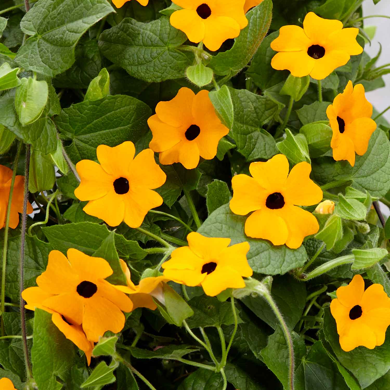 Thunbergia 'orange' Climbing Plant Plug Plants | 12 x Plug Plants | Orange