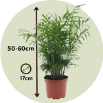 Parlour Palm - Chamaedorea Elegans - Height 50-60cm - ⌀17cm | Set of 1 | Green