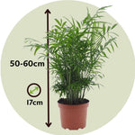 Parlour Palm - Chamaedorea Elegans - Height 50-60cm - ⌀17cm | Set-of-1 | Green