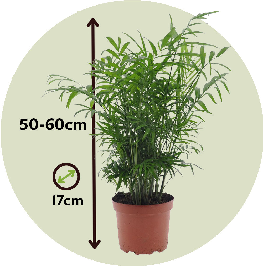 Parlour Palm - Chamaedorea Elegans - Height 50-60cm - ⌀17cm | Set-of-1 | Green