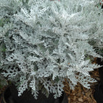 Thompson & Morgan Cineraria Silver Dust 12 X Garden Ready Plants Silvery White Foliage