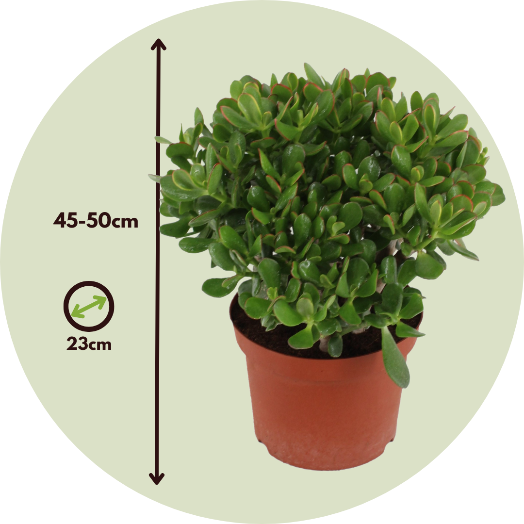 Jade Plant - Crassula Ovata 'minor' - Height 45-50cm - ⌀23cm | Set of 1 | Green