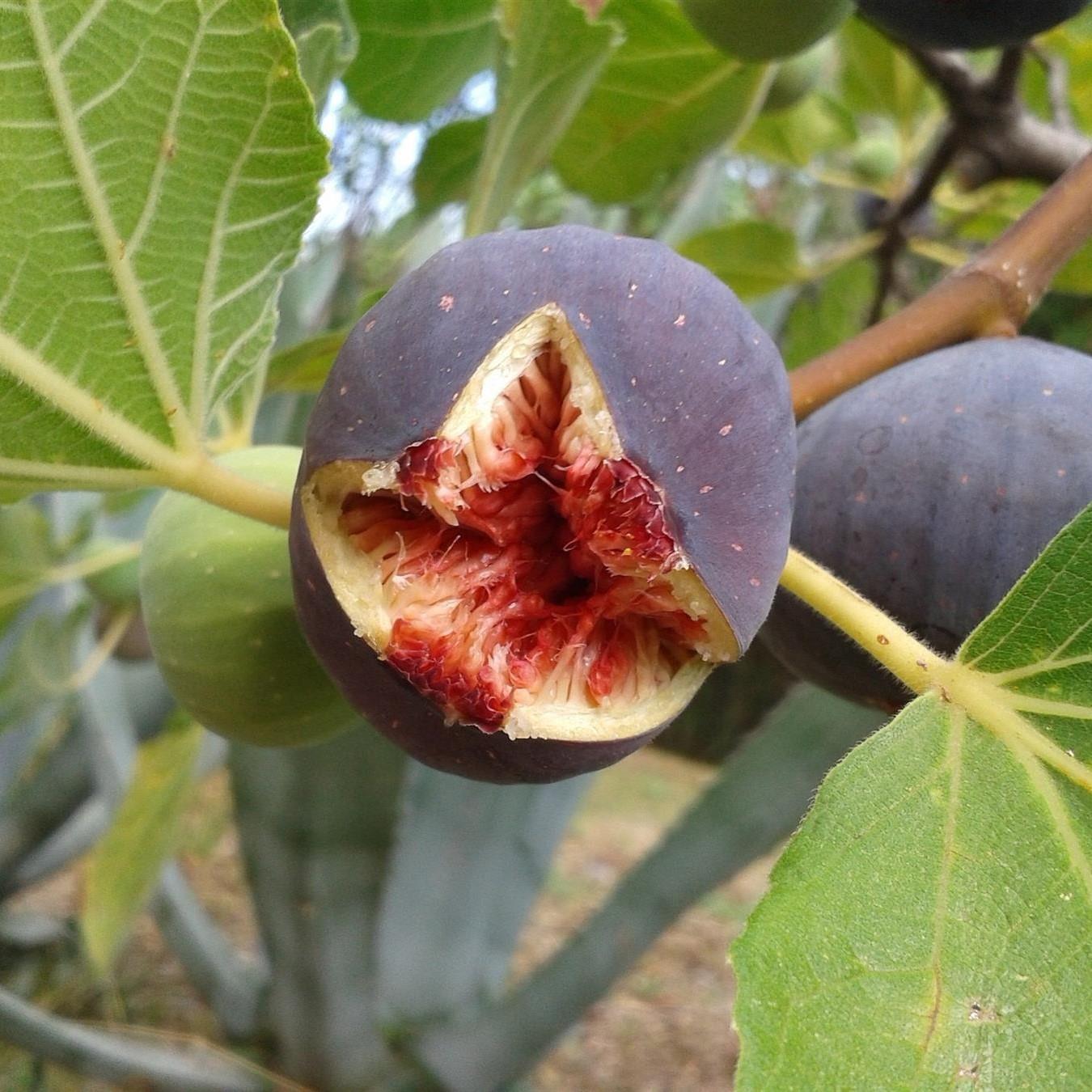 Ficus Fig Rouge De Bordeaux Fruit Tree Plant In A 2 Litre Pot