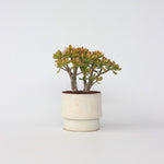 Jade Plant - Crassula Ovata 'sunset' - Height 45-50cm - ⌀23cm | Set of 1 | Green