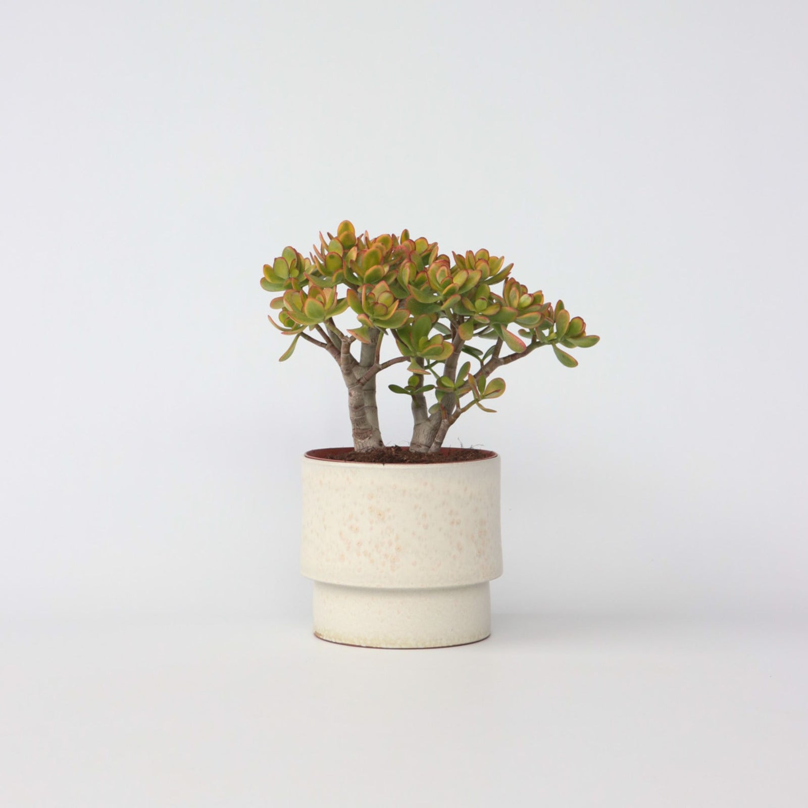 Jade Plant - Crassula Ovata 'sunset' - Height 45-50cm - ⌀23cm | Set of 1 | Green