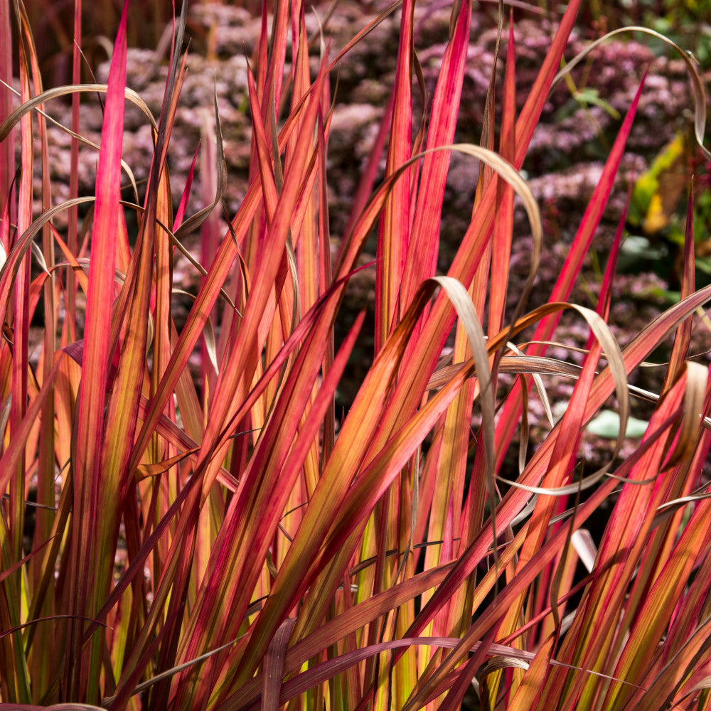 Imperata Red Baron - Japanese Blood Grass - 9cm pot | Set-of-1 | Silver