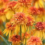 Hayloft Echinacea Purpurea Collection - Zingy Yellow, Orange And Pink In 9cm Pots