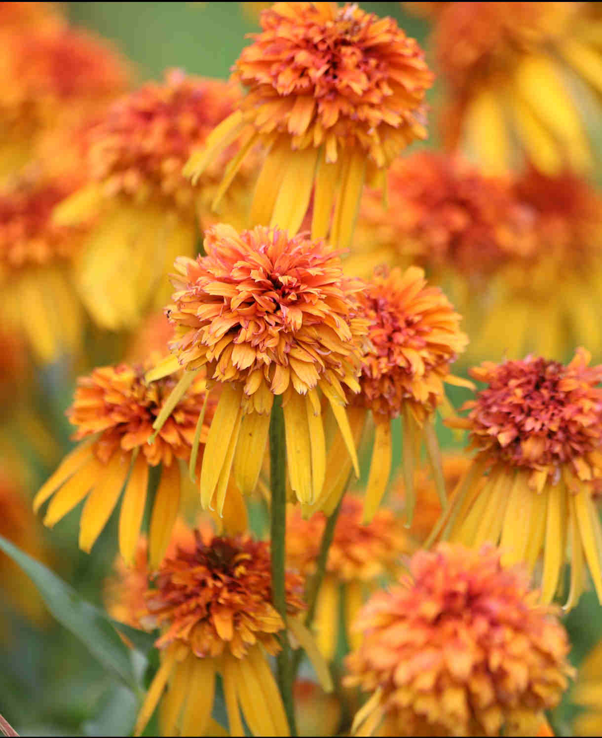 Hayloft Echinacea Purpurea Collection - Zingy Yellow, Orange And Pink In 9cm Pots