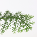 Norfolk Island Pine - 2 Pcs. - Araucaria Heterophylla - Height 45-55cm - ⌀14cm | Set of 2 | Green