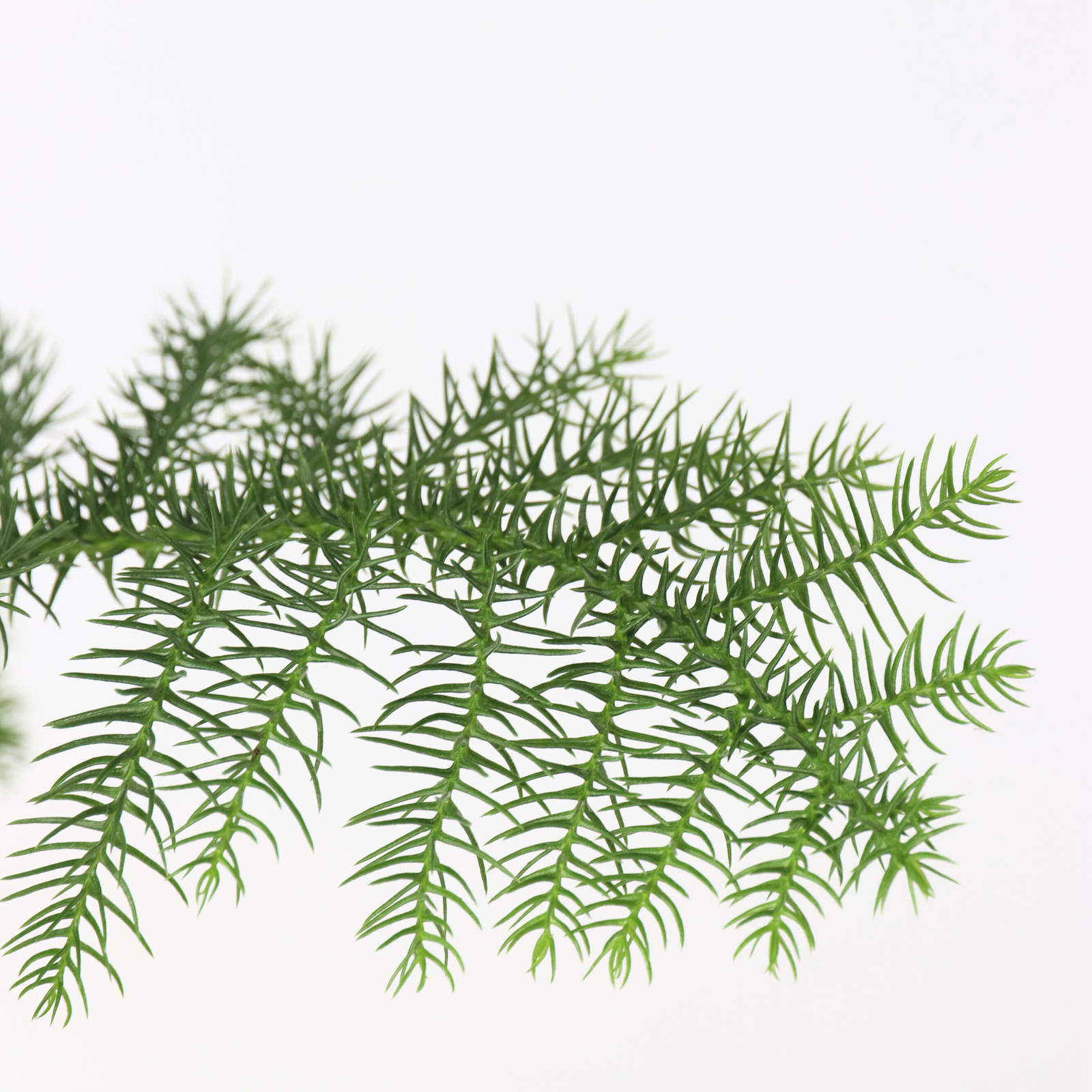 Norfolk Island Pine - 2 Pcs. - Araucaria Heterophylla - Height 45-55cm - ⌀14cm | Set of 2 | Green